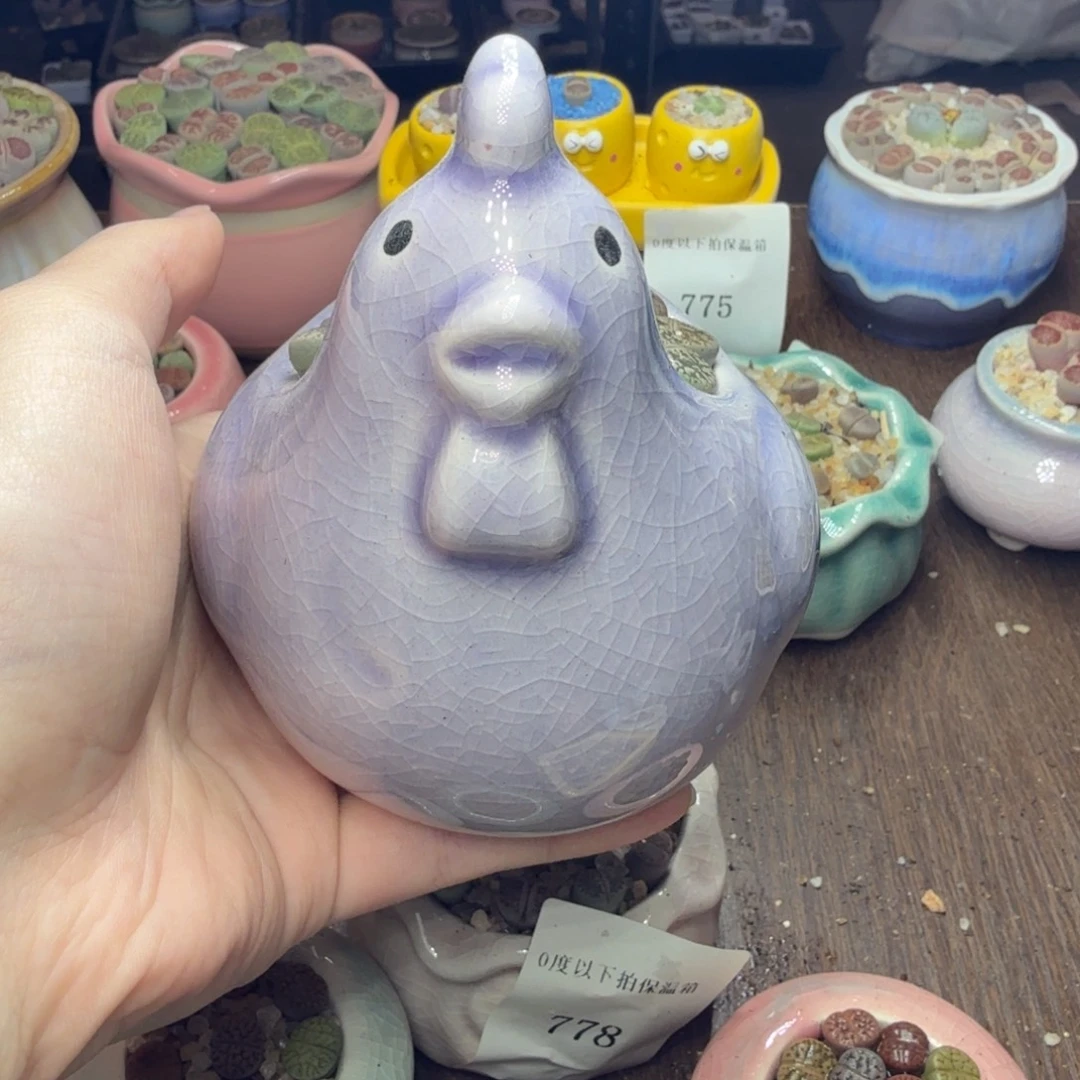 用***8多肉葡萄干和水果819