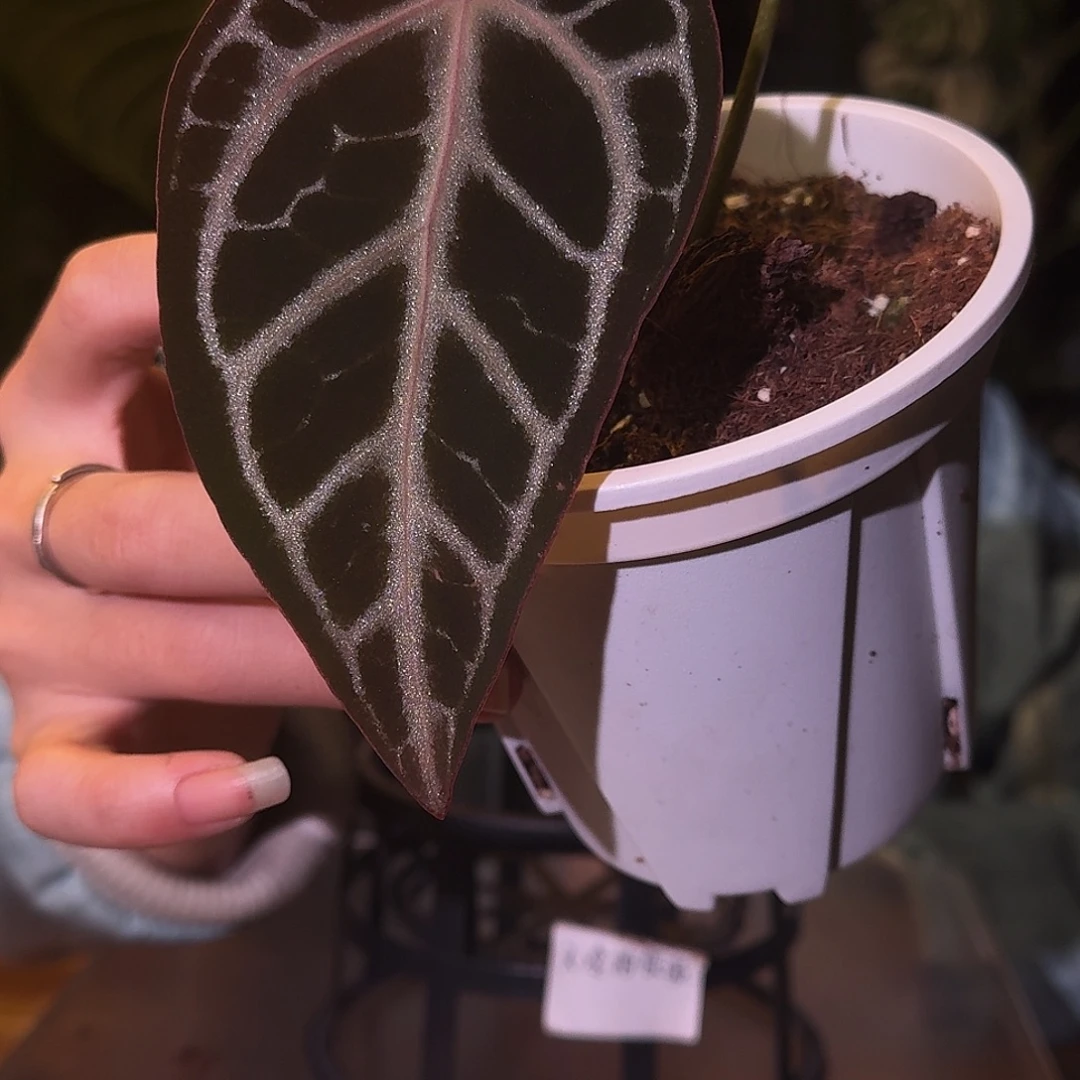 不开花植物M123红钻石杂黑底撕裂纹