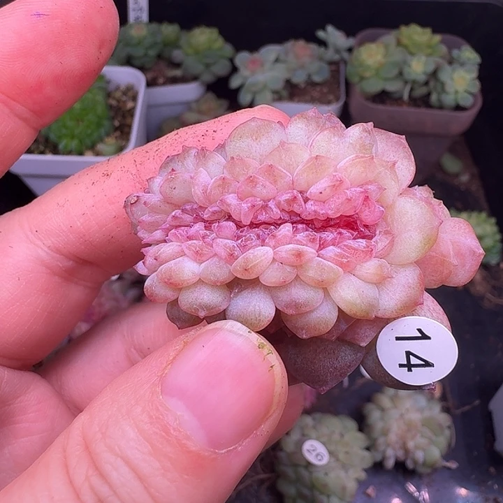 ****️兔子专拍紫烟缀化