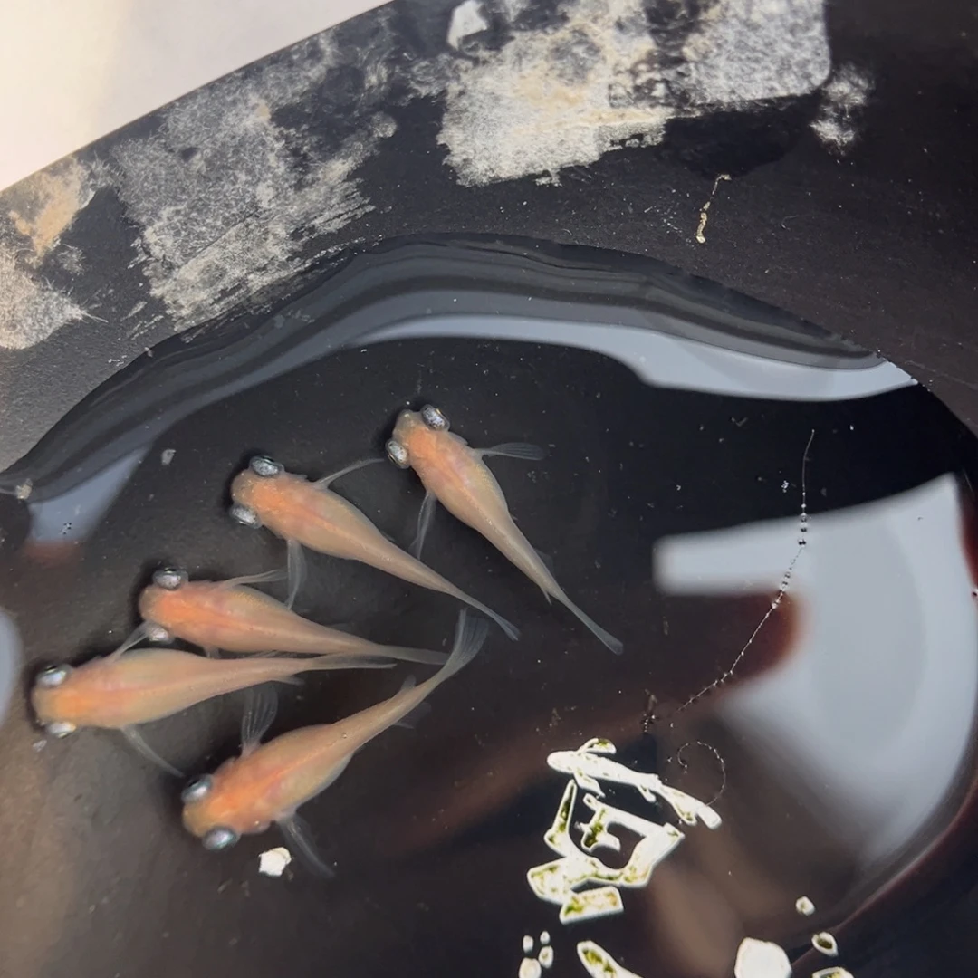 青鳉鱼244白出目五尾