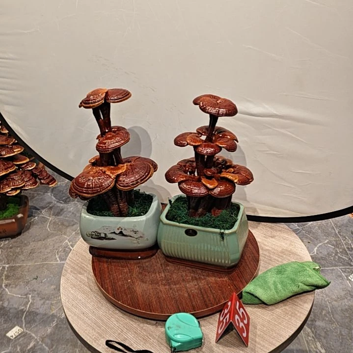 灵芝盆景高端大气上档次