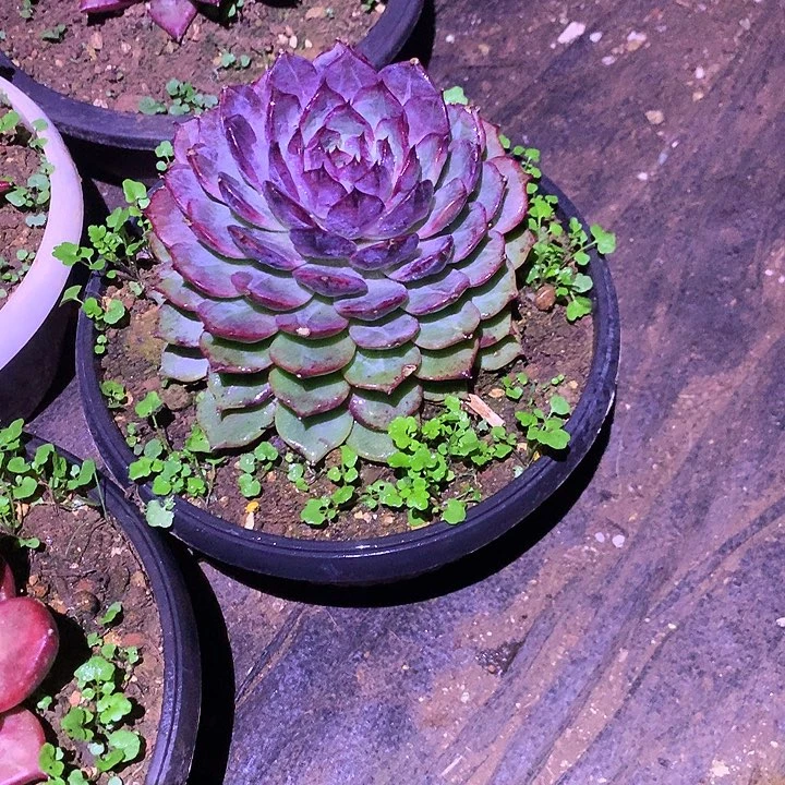 美肉特价活动开始啦