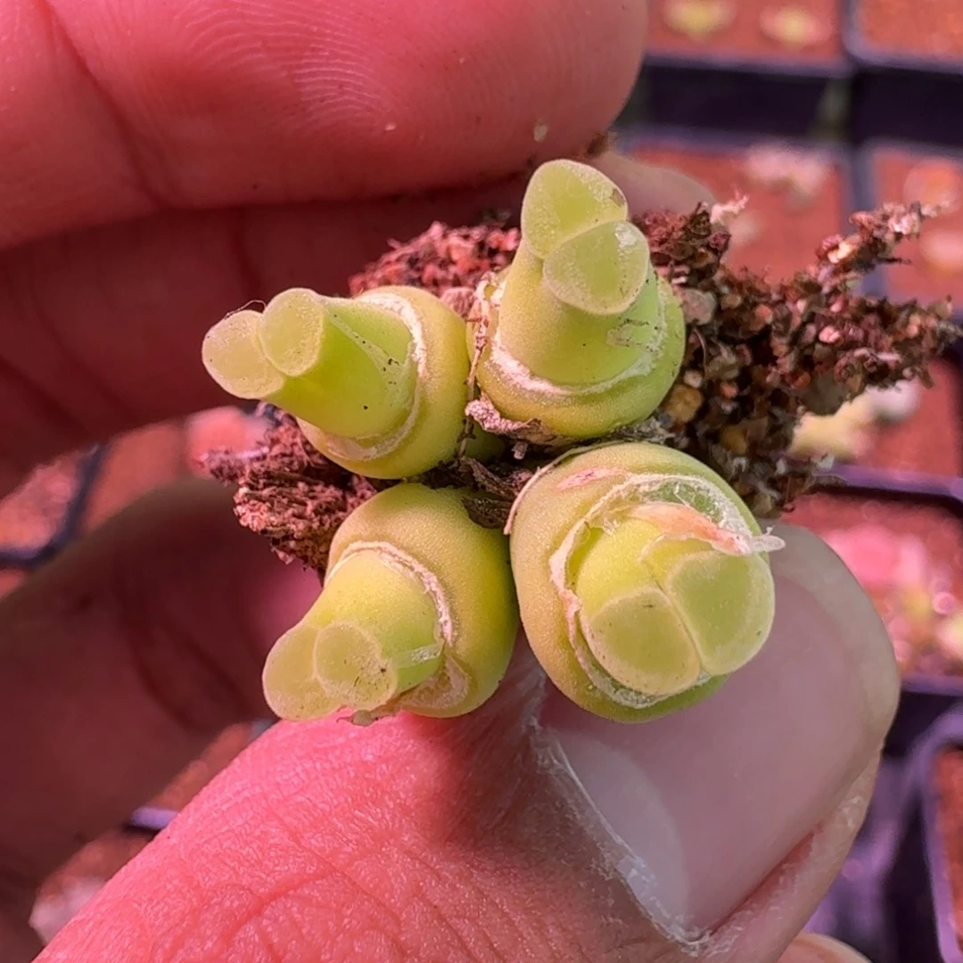 云缦精品番杏7.94特选粉佛肚