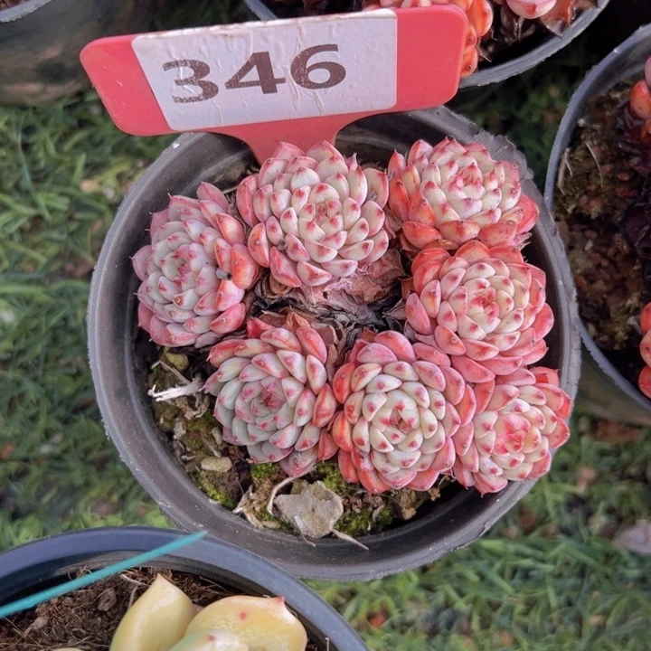 健健康康平平安安