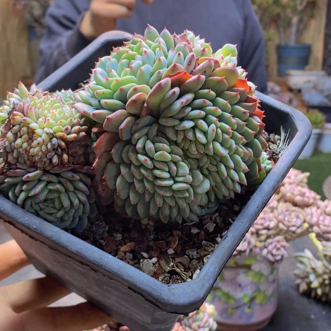 西**郎A6号白胖子缀多肉