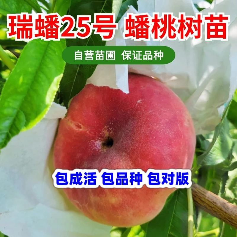 蟠桃树苗嫁接早熟大果67月成熟桃苗红蟠桃苗南方北方种植当年结果