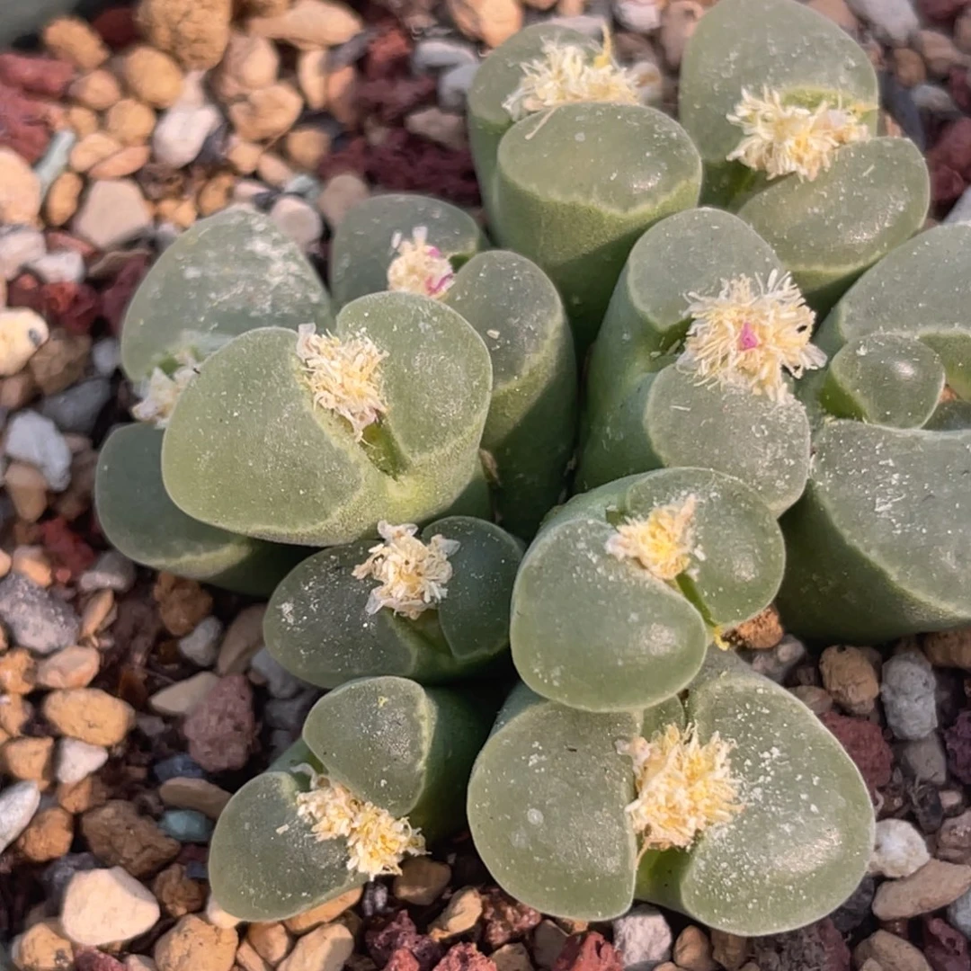 pub风铃植物一物一拍