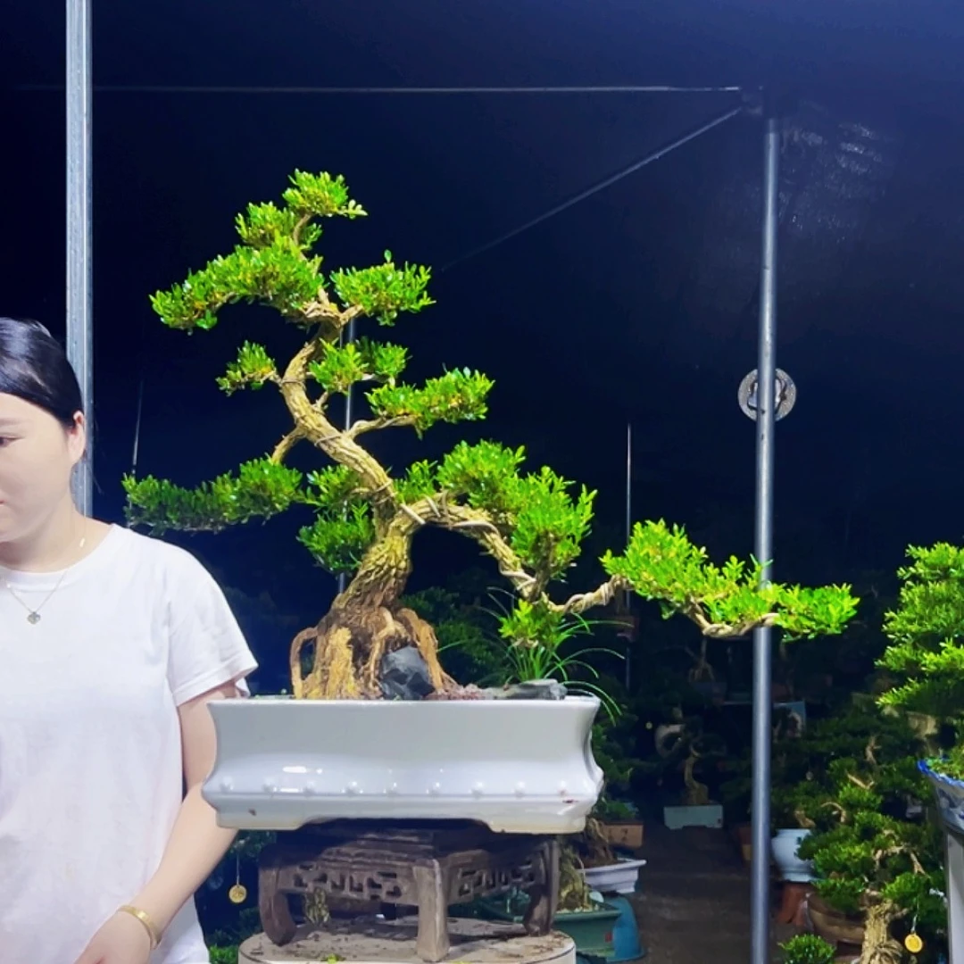 无花朵黄杨木