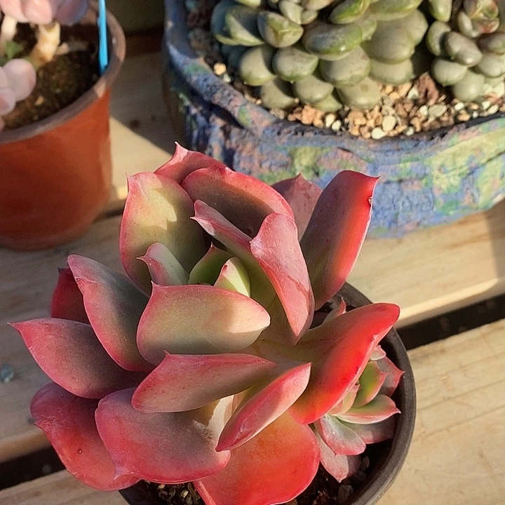 胭脂精品多肉琦罗005