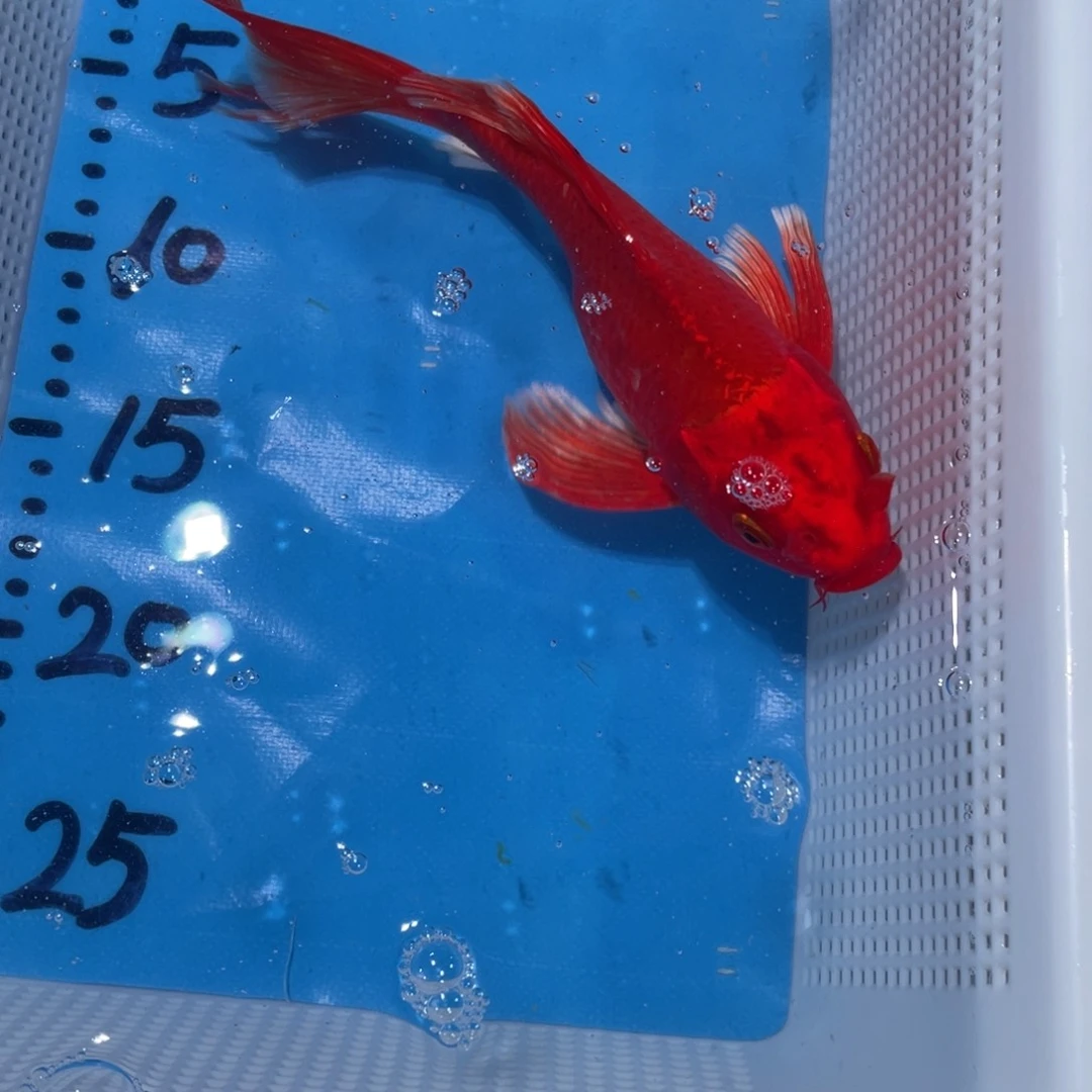 锦鲤蝴蝶锦鲤包邮包邮