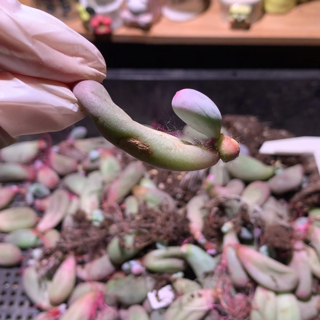 满28包邮哦哦哦哦