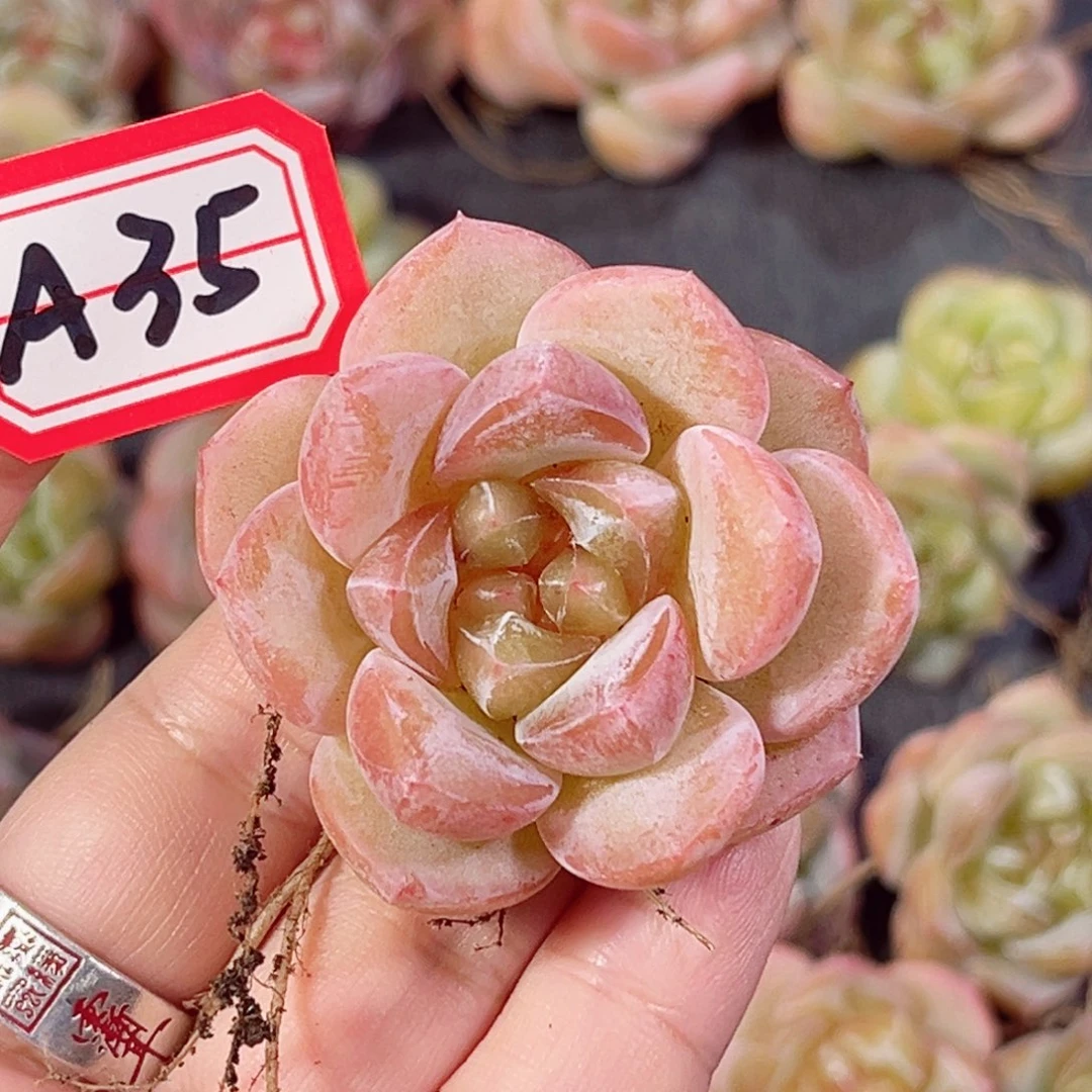 A35 一物一拍 花栖系列
