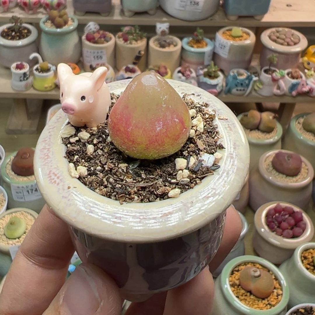 多肉植物195号灯泡