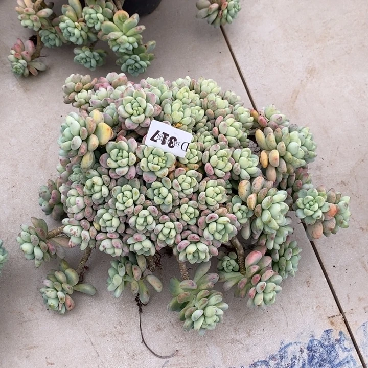 A****317劳尔多肉植物多肉