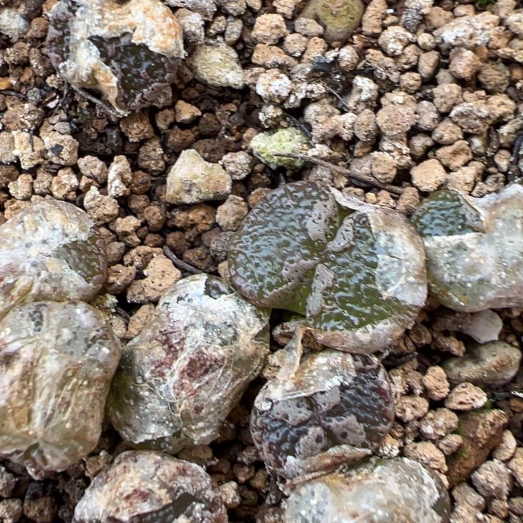 量拍全窗蝴蝶一颗。多肉