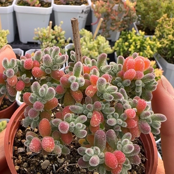 001紫冰晶植物枝干