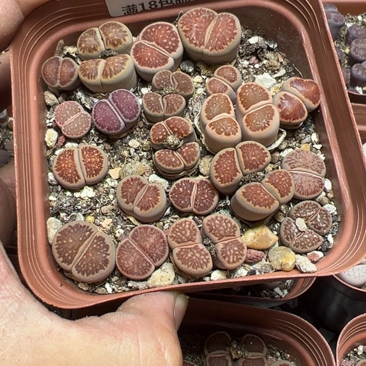 【闪购商品】 765。