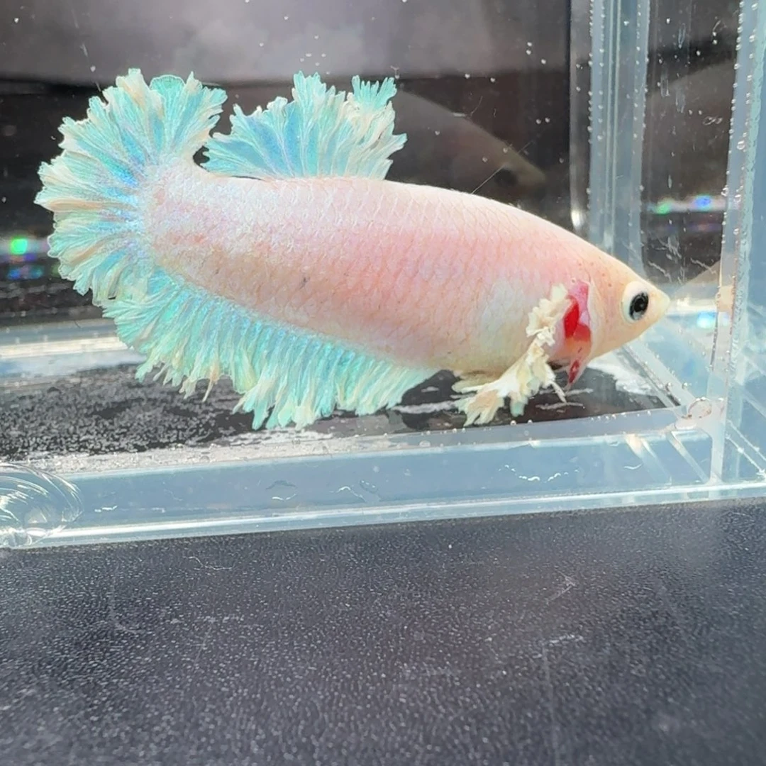 海水鱼3号拍品印尼斗鱼