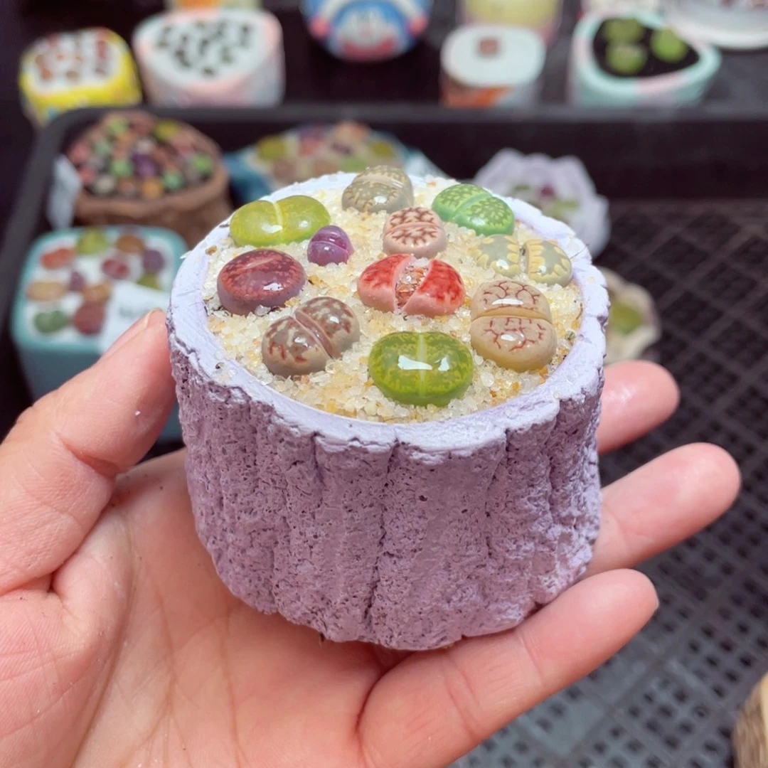 w6074 -零下地区拍保温箱-15支持寄养