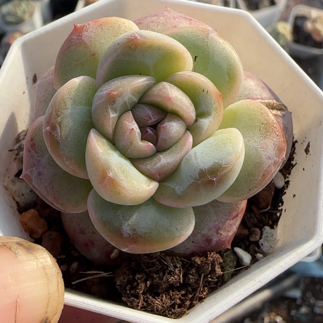 多肉小卡拉米糖心一物一拍