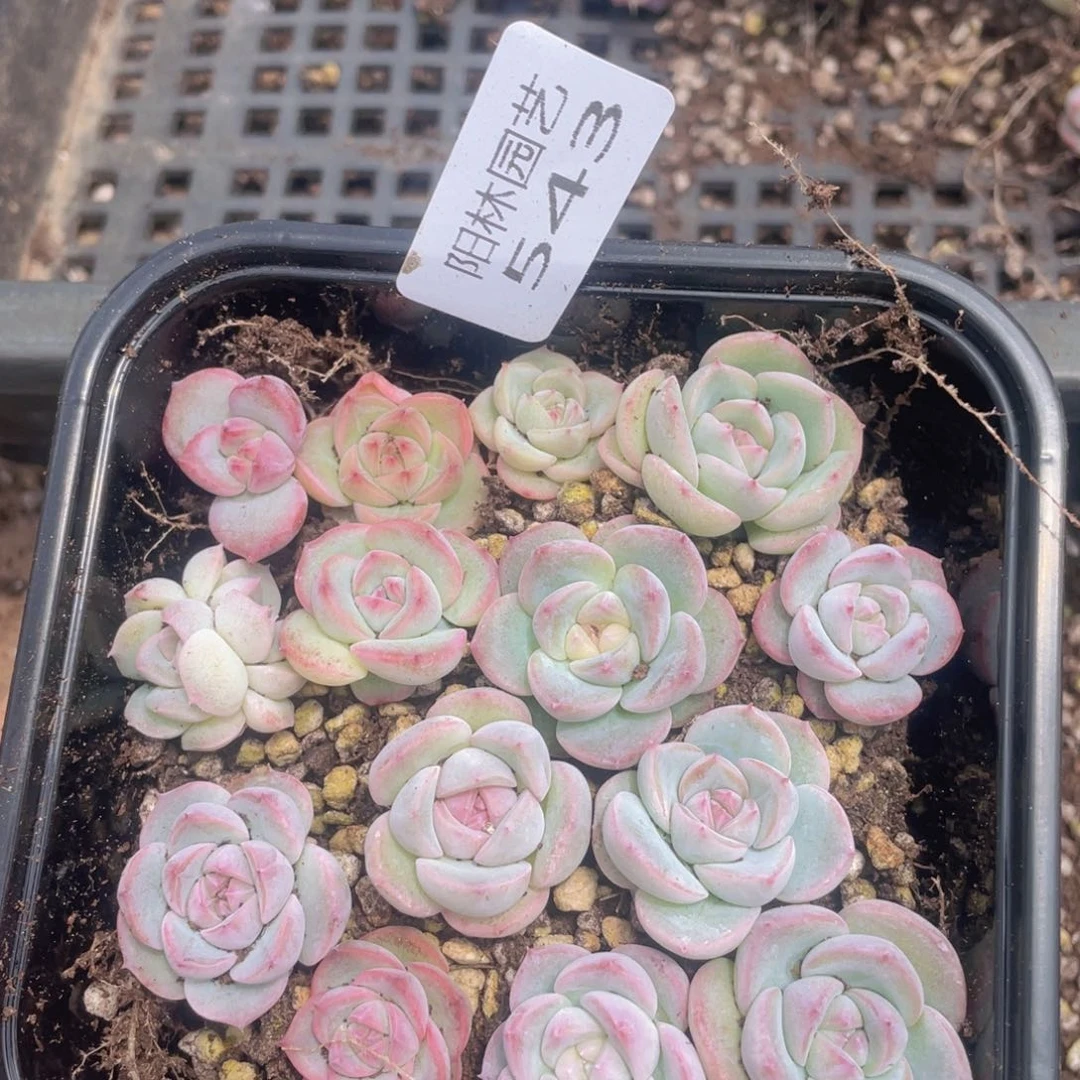 多肉植物多肉植物543