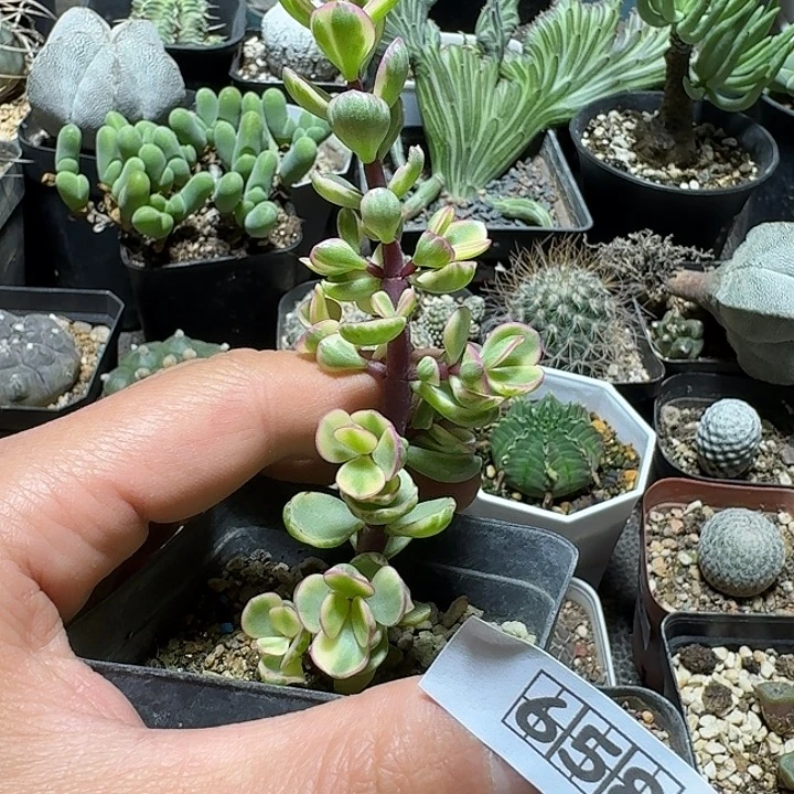 658雅乐之舞脱土发货