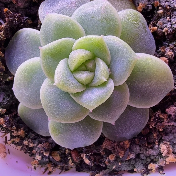 暴富财富密码一物一拍