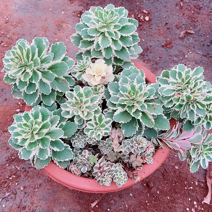 亚特兰蒂斯多肉植物