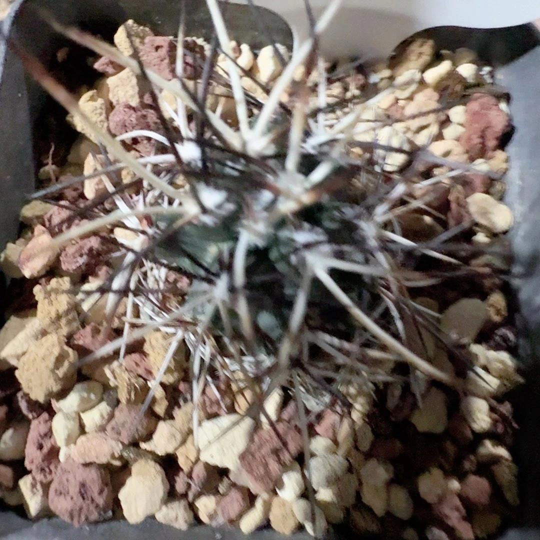 用***2实生达氏青花虾脱土发货