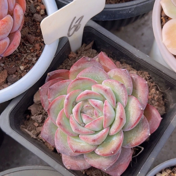 健健康康平平安安