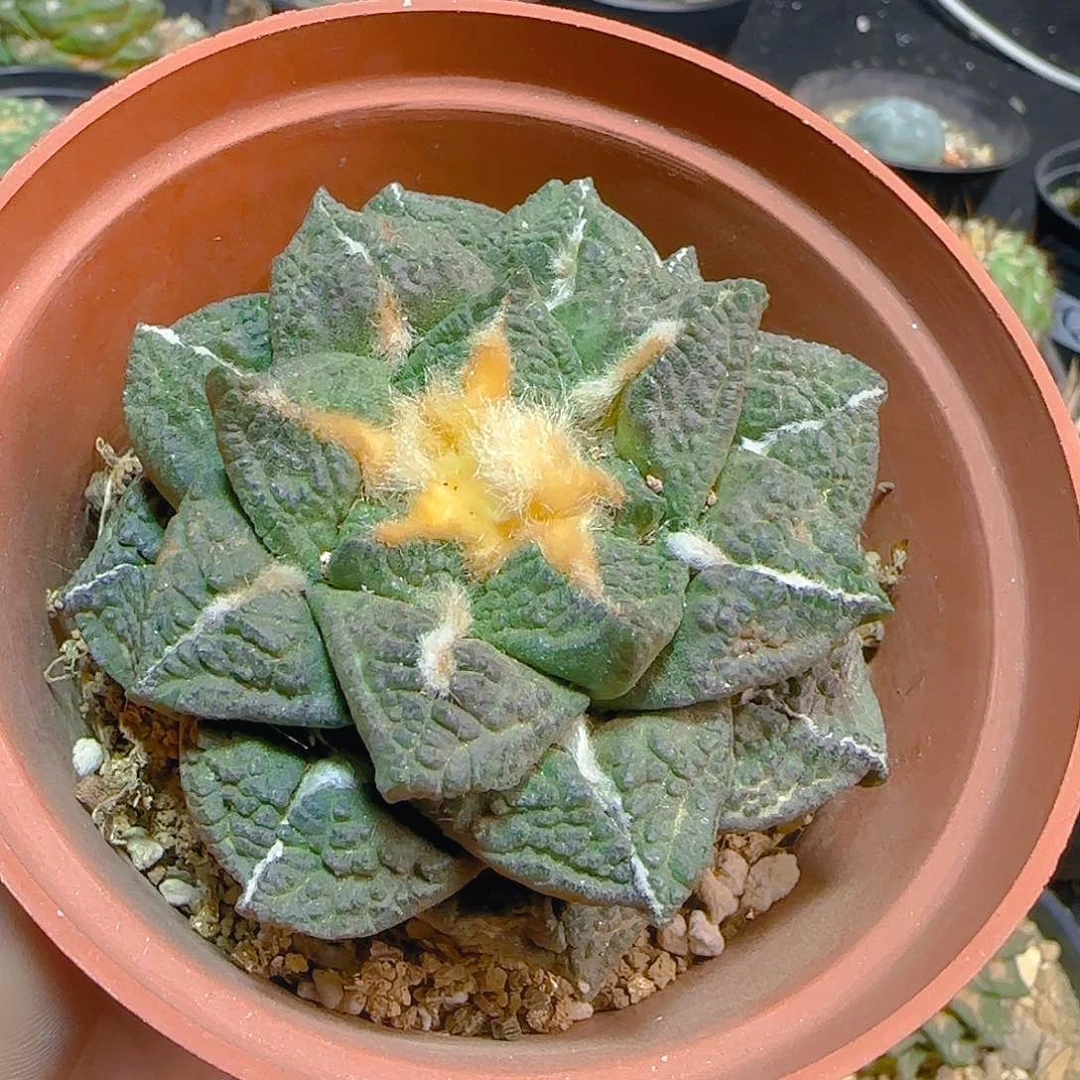 往**风一物一拍所见即所得