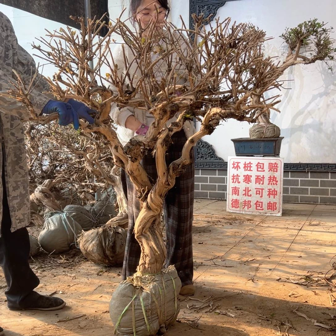 无花朵金银花888888