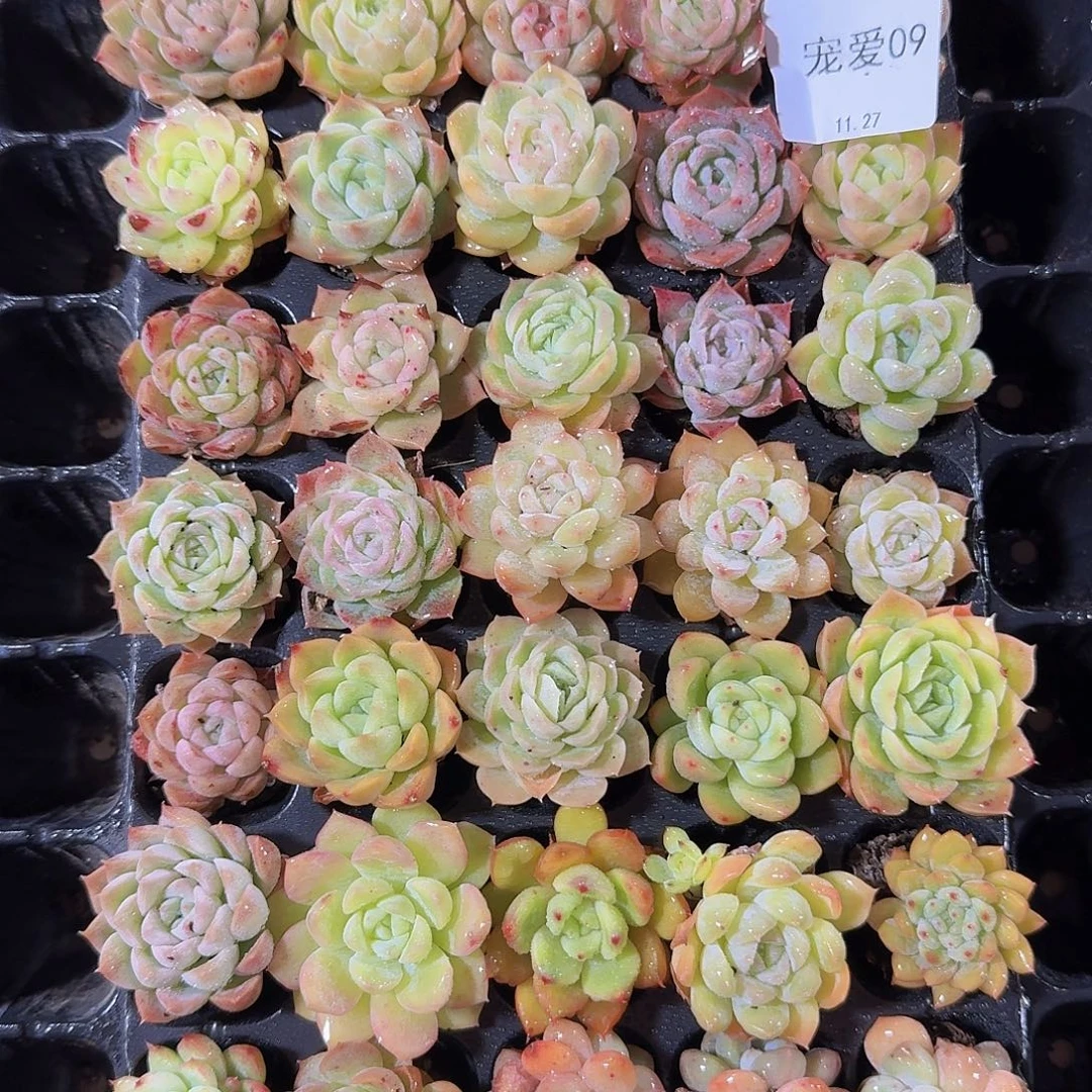 直播福利一物一拍09