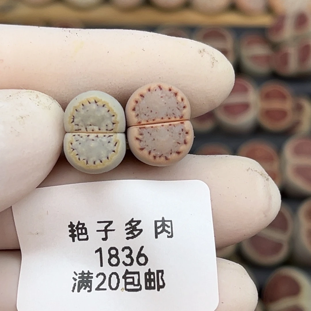 V***婷1836号一首两颗饼干