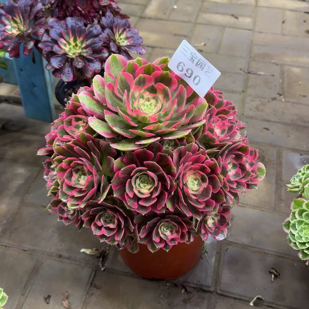 村****哥多肉植物690粉女郎