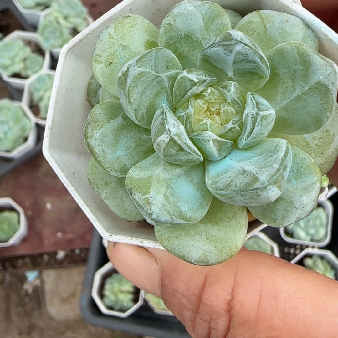 小卡拉米糖心一物一拍