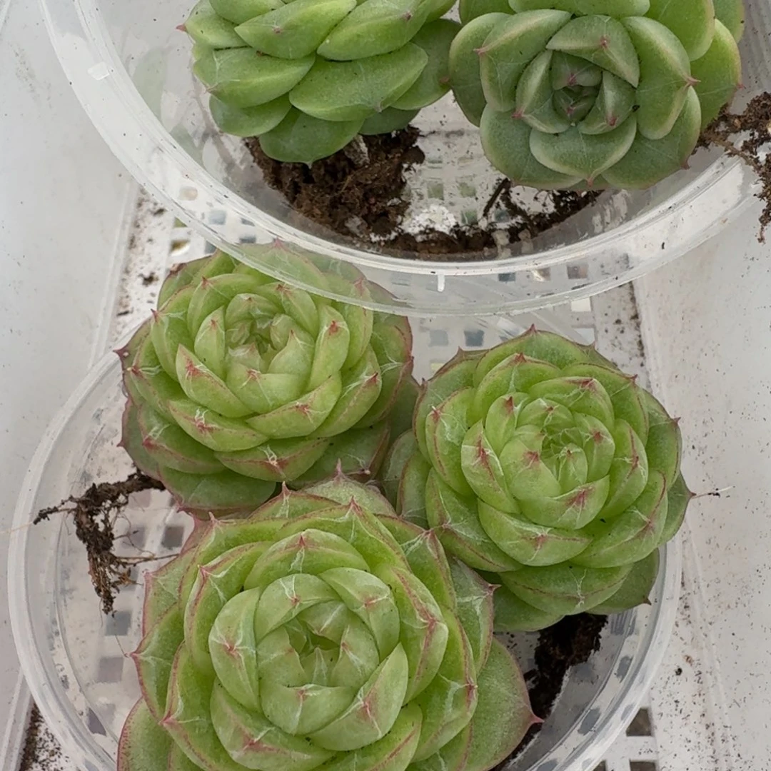 一物一拍一物一拍1107-146