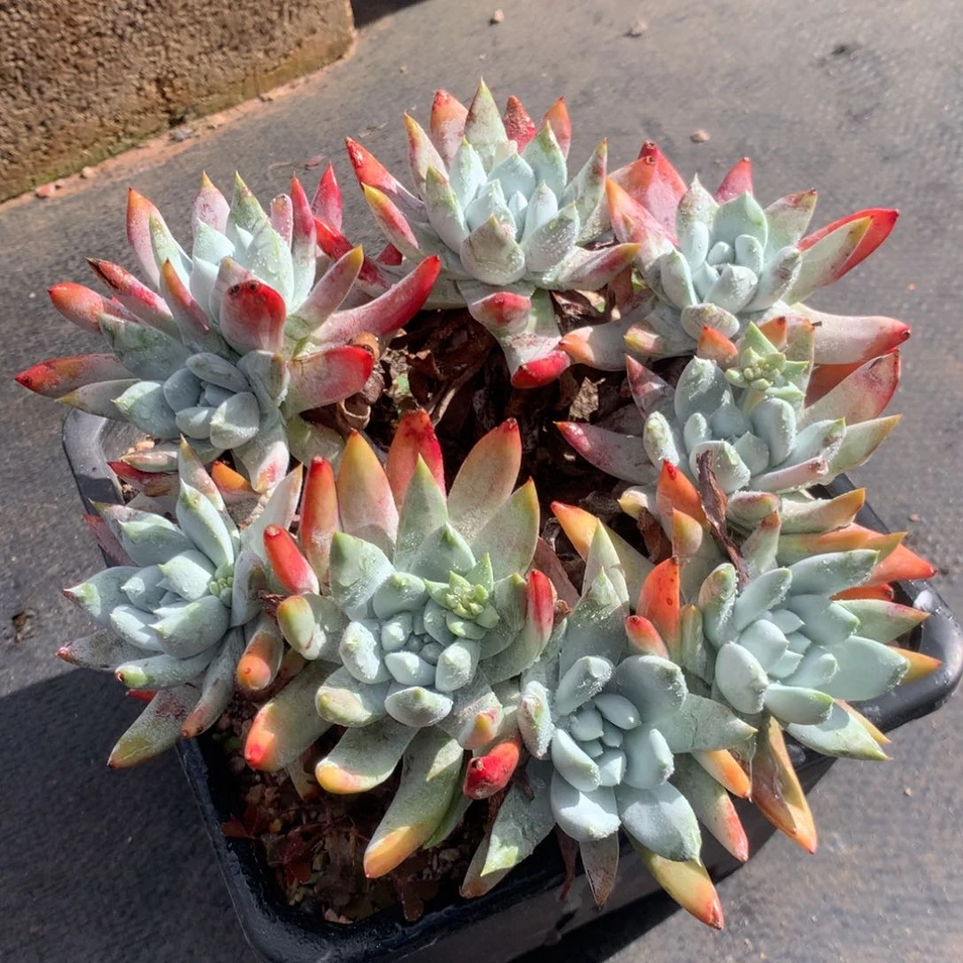 阿金尼，2月8日发货