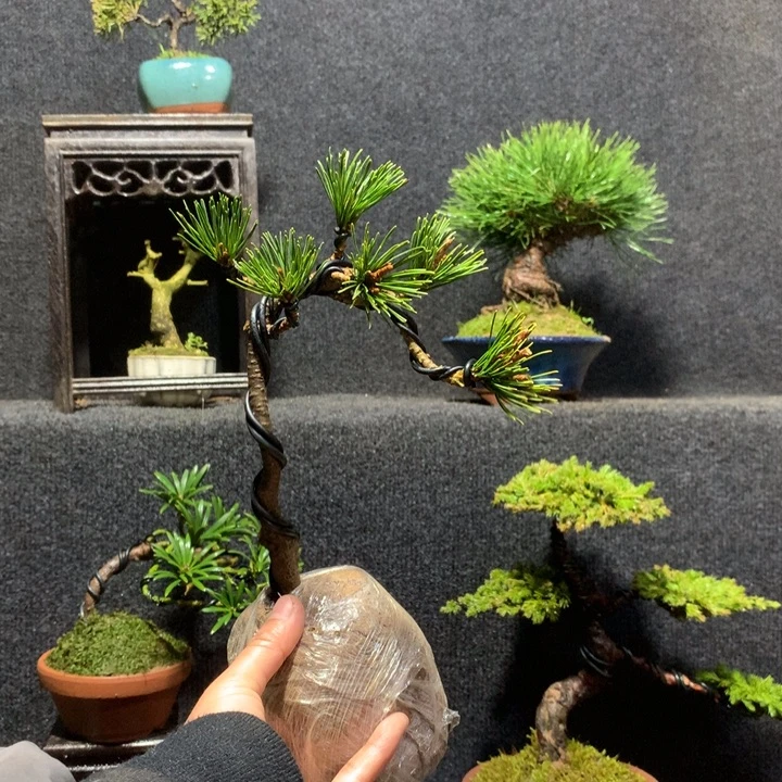 伟***伟无花朵11111111111111