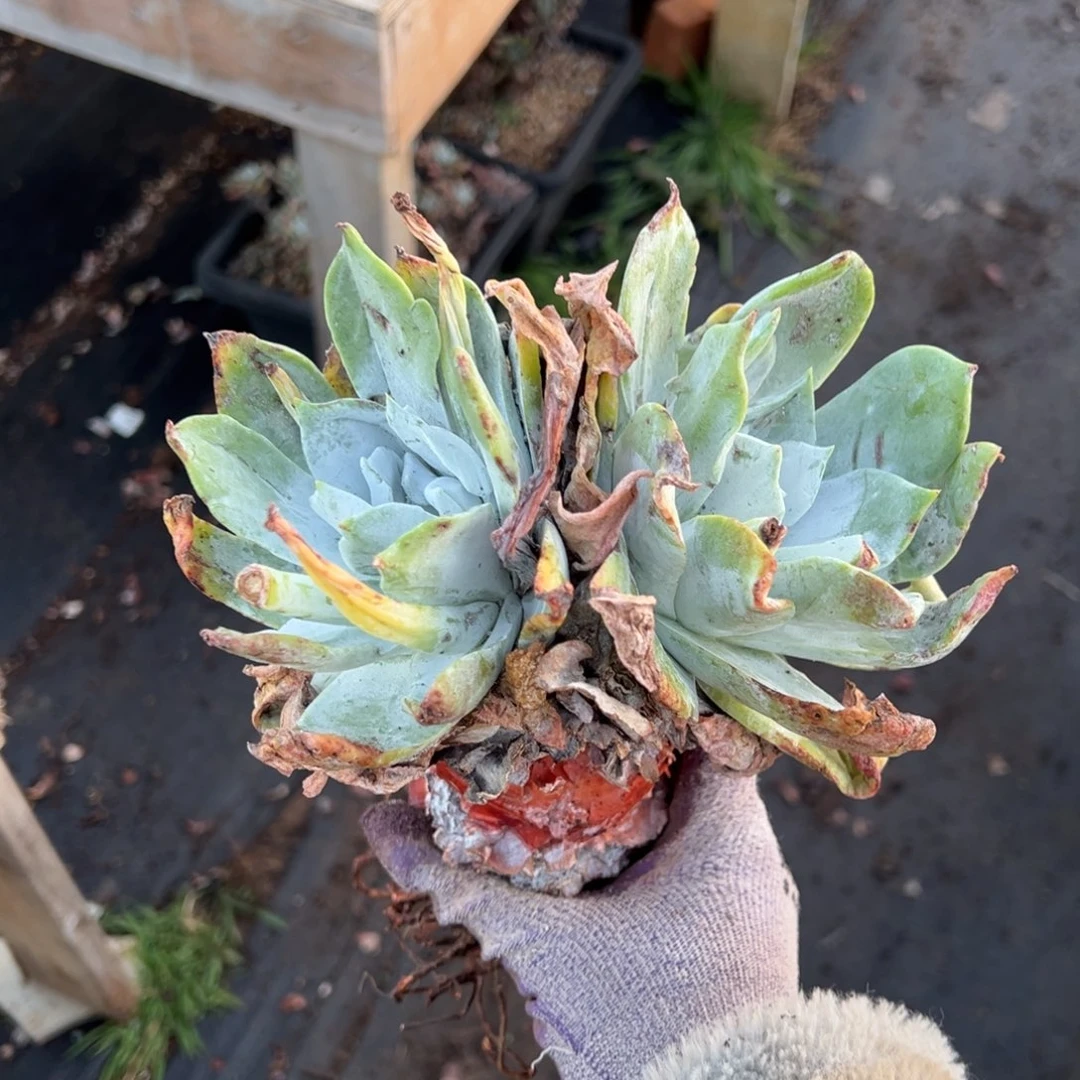 双头浦西菲克哈哈哈哈哈哈