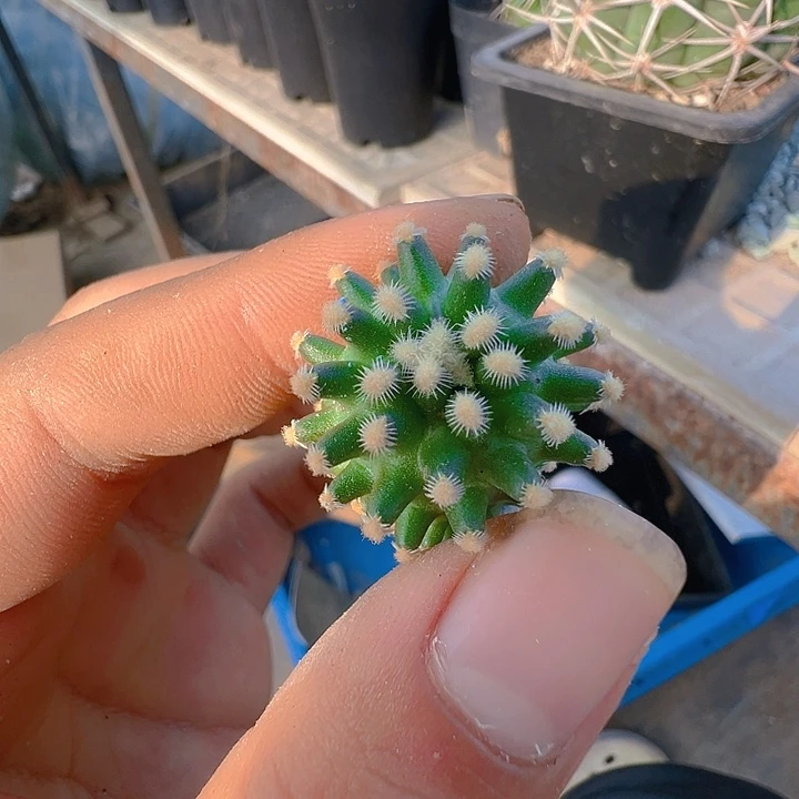 雪之轮殿。 一代侧。    可随单。