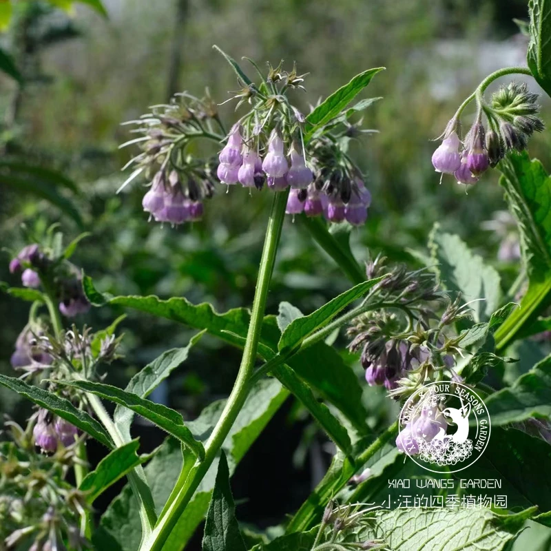 聚合草粉色 爱国草 多年生 耐热耐寒草本 庭院 花园 盆栽植物花苗