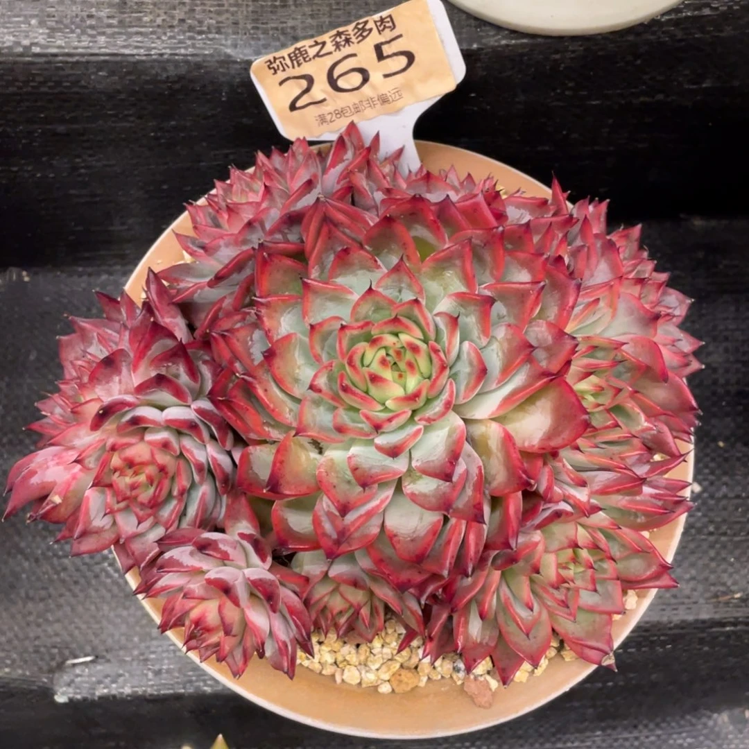 弥鹿之森一物一拍