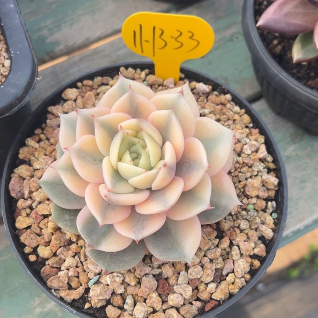11-13-33贝加尔湖锦多肉植物