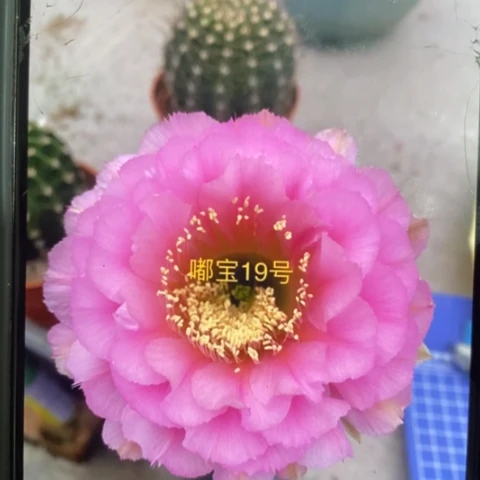 无花朵19号彩草仙人球侧芽3.5以上
