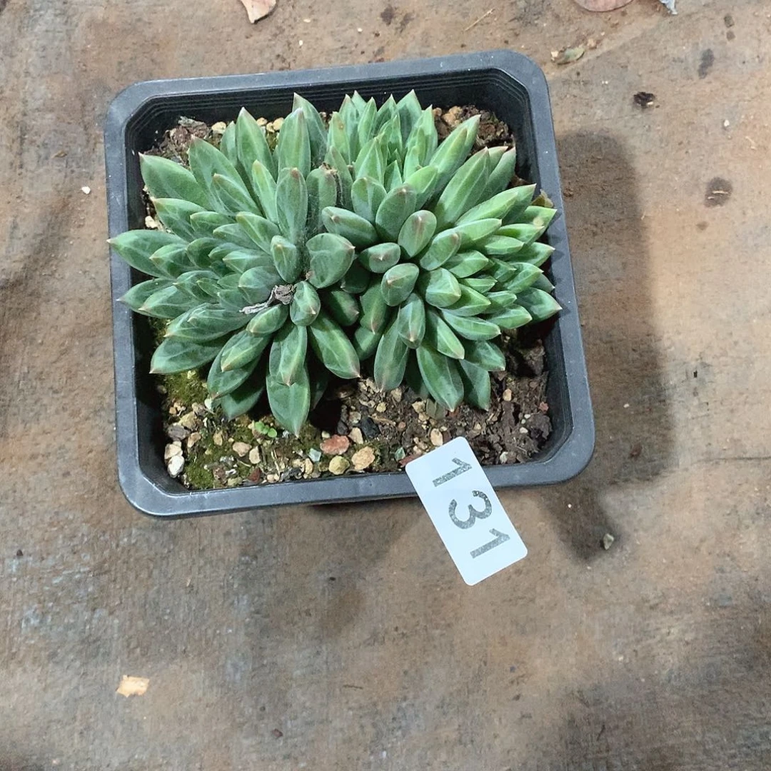 131青花瓷 一物一拍