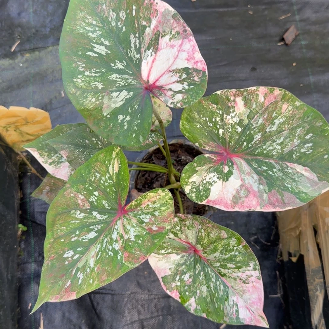 完全开放泰彩莫奈2个