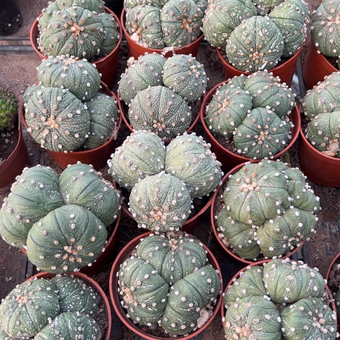 星兜群随机一颗。