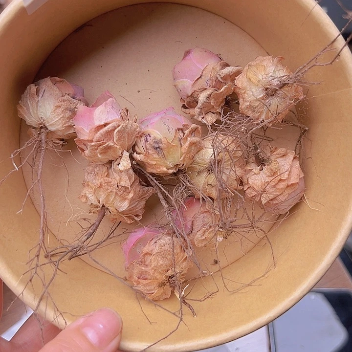 ?**?山地玫瑰多肉植物山地玫瑰79