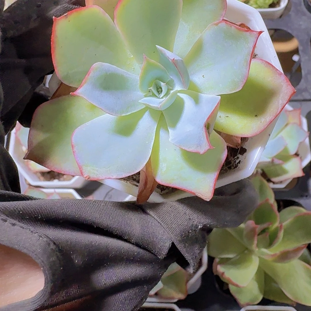 精品蓝光多肉植物
